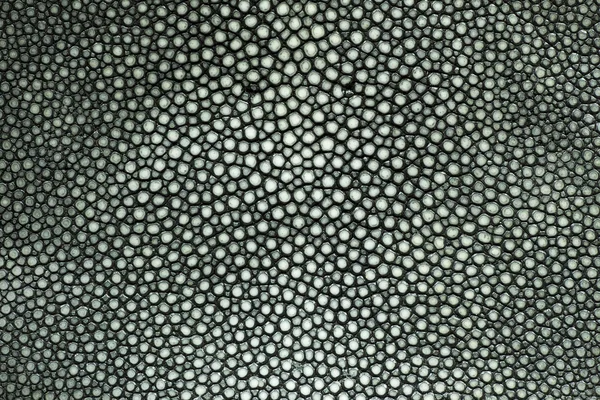Closeup of a stingray skin texture — Stock Photo, Image