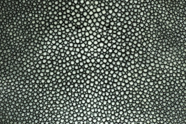 Stingray cilt dokusunu closeup