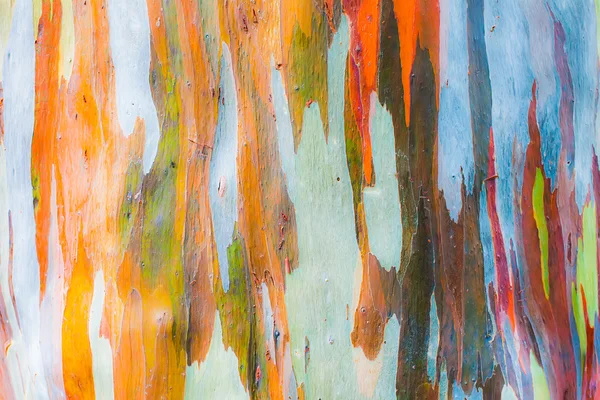 ユーカリの木の樹皮の抽象絵画 — ストック写真