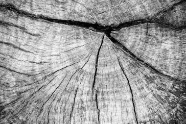 eski ağaç gövdesi dokusu arkaplanı