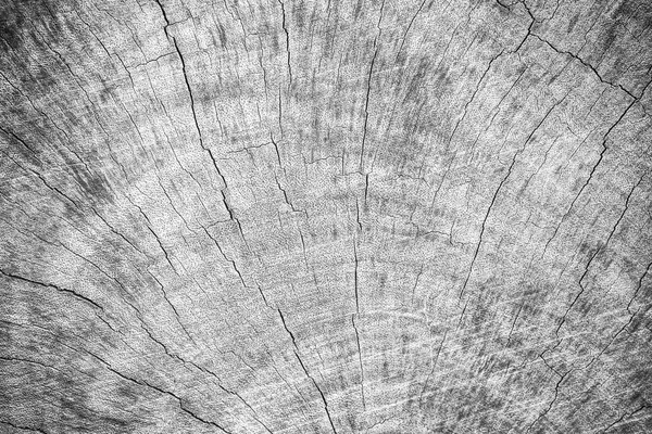 Old tree stump texture background — Stock Photo, Image