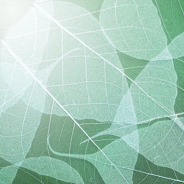 Green leaves texture background. Foliage decoration pattern. — Stock Photo, Image