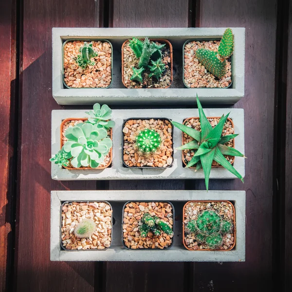 Still Life of Three Cactus Plants on Vintage Wood Background Tex — Stock Photo, Image