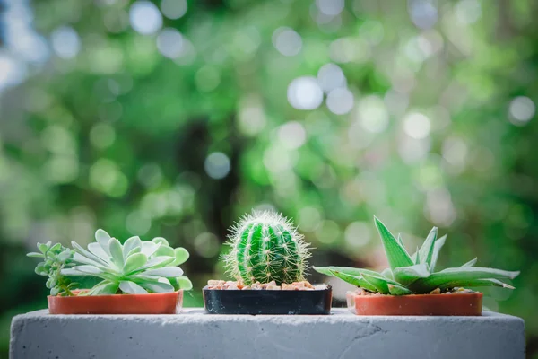 Cactus close-up com fundo verde natureza . — Fotografia de Stock