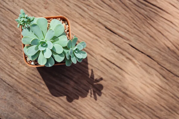 Natura morta di tre piante di cactus su sfondo di legno Vintage Tex — Foto Stock