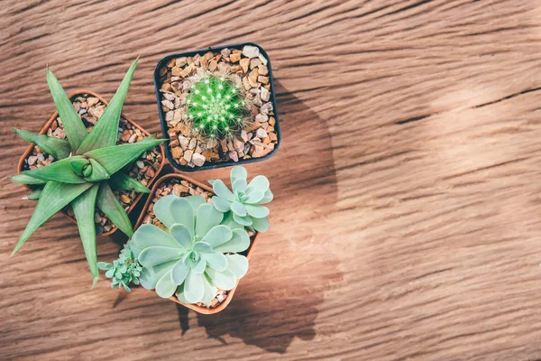 Ainda vida de três plantas cacto na madeira Vintage fundo Tex — Fotografia de Stock