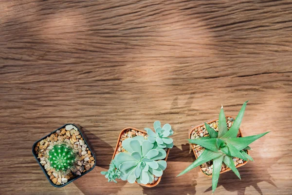 Naturaleza muerta de tres plantas de cactus sobre fondo de madera vintage Tex — Foto de Stock