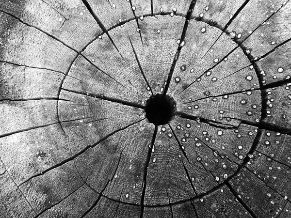 Close-up de textura de madeira, corte tronco de árvore . — Fotografia de Stock