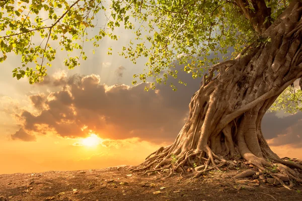 Bela árvore ao pôr-do-sol laranja vibrante com espaço livre de cópia . — Fotografia de Stock