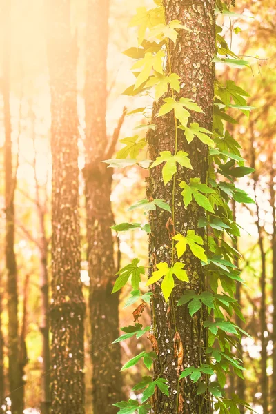 Větve zelené listy proplést stromu. Ročník, filtrované — Stock fotografie
