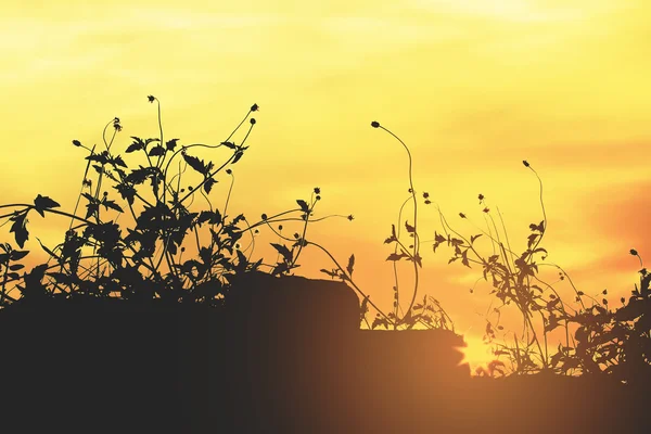 Blumensilhouette bei Sonnenuntergang, retro gefiltert. — Stockfoto