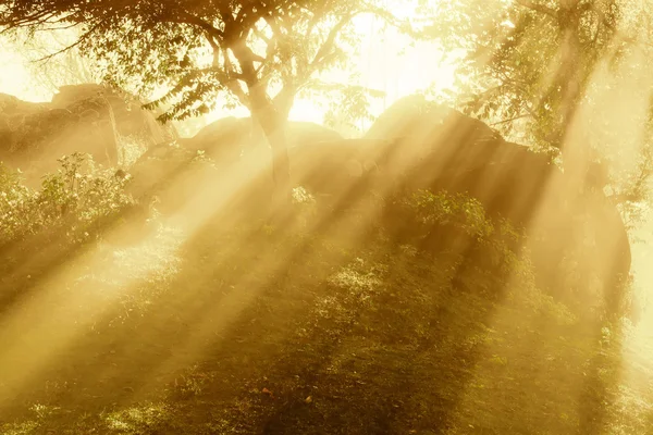 Утренний свет, сияющий сквозь ветви деревьев в лесу — стоковое фото