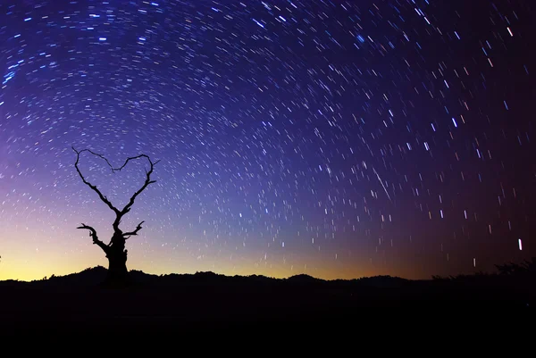 Gece gökyüzü, star yollar hareketi ile ölü ağaç kalp şekli. — Stok fotoğraf