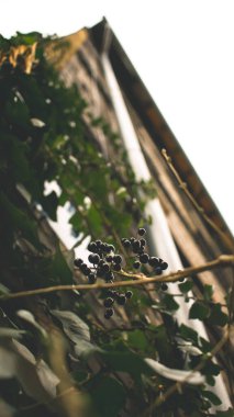 Gdansk 'ın renkli şehrinde mimari