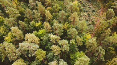 Ormanda sakin bir yürüyüş