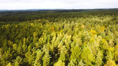 Ormanda sakin bir yürüyüş