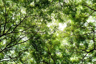 Ağaç dalları ve yaprak yeşil arka plan, güvenli dünya