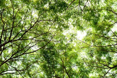 Ağaç dalları ve yaprak yeşil arka plan, güvenli dünya