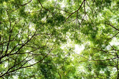 Ağaç dalları ve yaprak yeşil arka plan, güvenli dünya