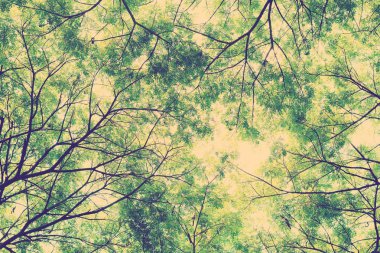 Ağaç dalları ve yaprak yeşil arka plan, güvenli dünya