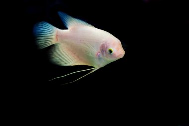 Dev balık Balık cam kabin