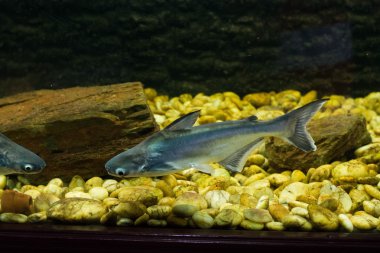 Vietnam pangasius, Basa balık