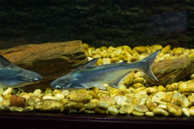 Vietnam pangasius, Basa balık