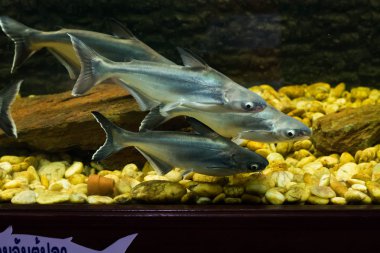 Vietnam pangasius, Basa balık