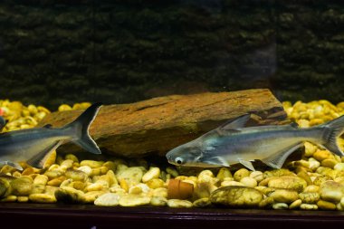 Vietnam pangasius, Basa balık