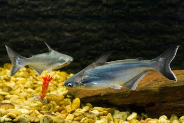 Vietnam pangasius, Basa balık