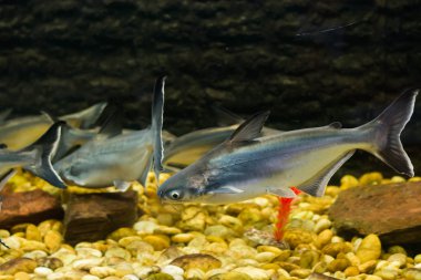 Vietnam pangasius, Basa balık