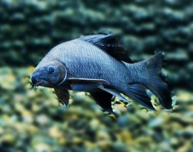 Siyah sharkminnow ortak türler, Freshwater balık isimleri 