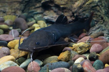  Asya redtail yayın balığı balık