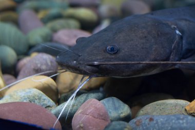  Asya redtail yayın balığı balık