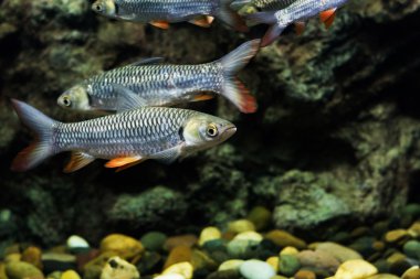 deli sazan, sultan balık