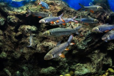 deli sazan, sultan balık