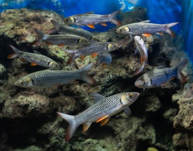 deli sazan, sultan balık