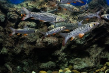 deli sazan, sultan balık