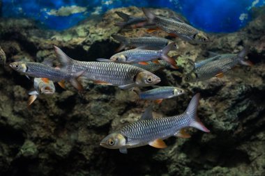 deli sazan, sultan balık