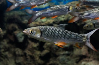 deli sazan, sultan balık