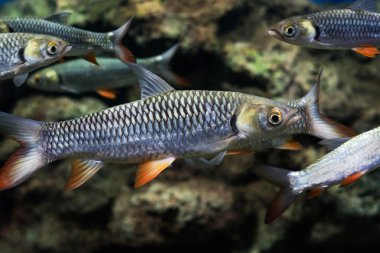 deli sazan, sultan balık