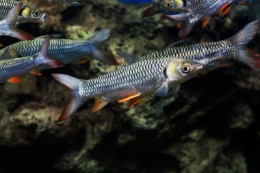 deli sazan, sultan balık