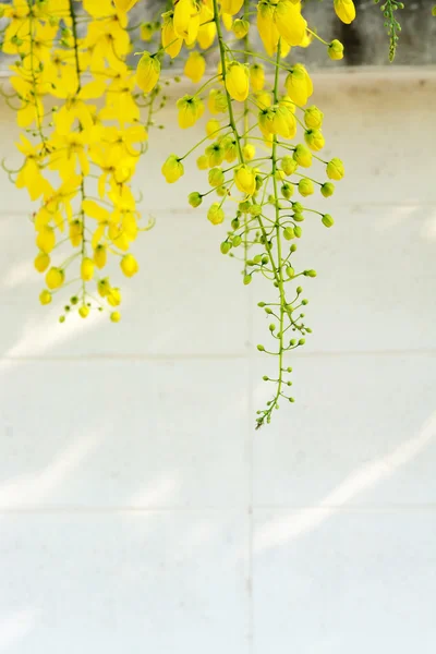 Flor Amarilla Árbol Ducha Oro — Foto de Stock