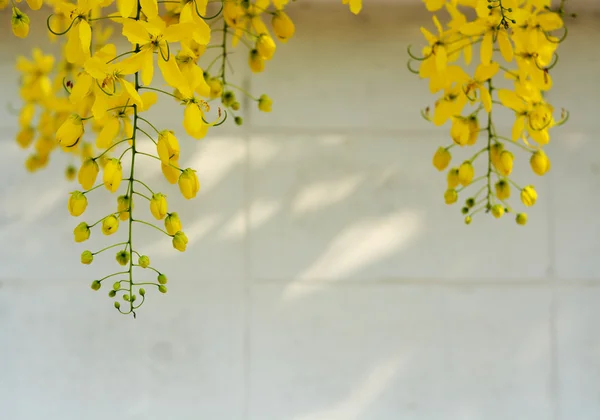 Gelbe Blume Goldener Duschbaum — Stockfoto