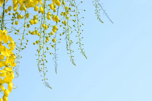 Желтый Цветок Золотой Душ — стоковое фото
