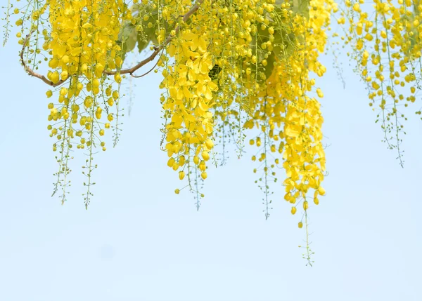 Gele Bloem Golden Goudenregen — Stockfoto