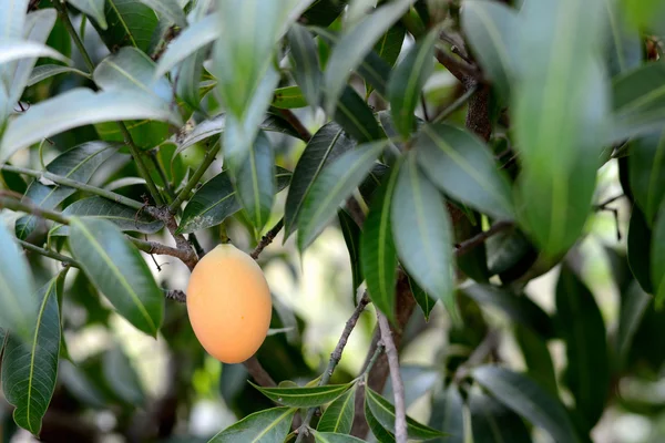 Mayongchid Maprang Ciruela Mariana — Foto de Stock