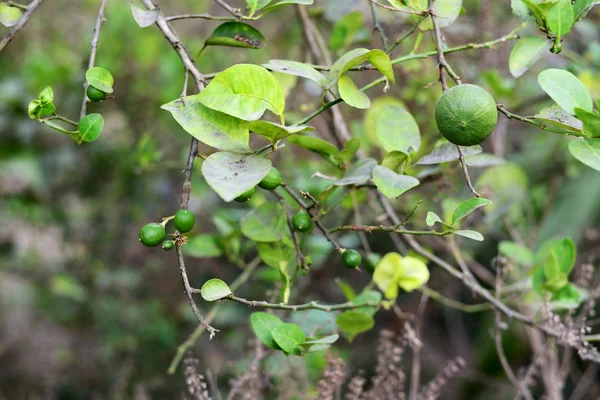 Zelené Citrony Stromě — Stock fotografie
