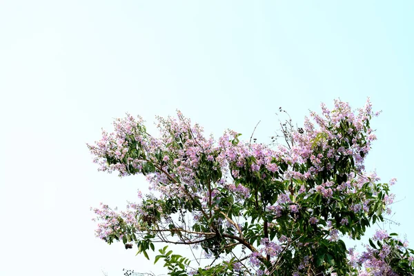 Wild Himalayan Cherry Bakgrund — Stockfoto