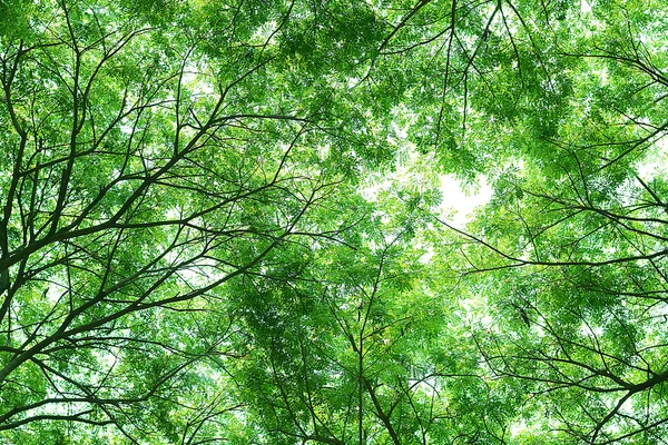 Ağaç dalları ve yaprak yeşil arka plan, güvenli dünya